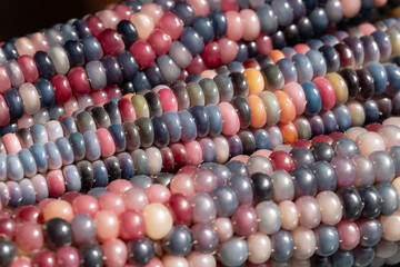 Zea Mays gem glass cobs of sweetcorn, also known as calico, flint or fiesta corn, with brightly coloured kernels. Grown in an urban garden in London UK.