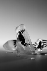 Halloween creepy scene. Fake spiders in a cube ice. White and black photography