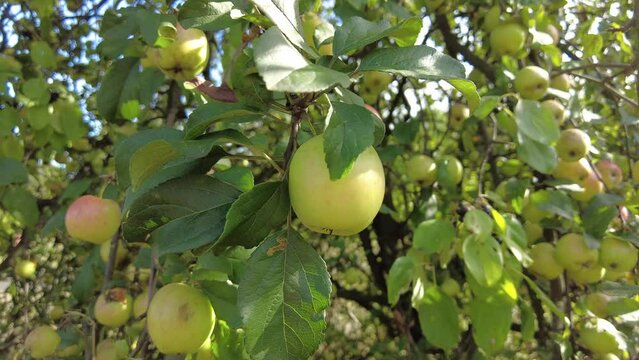 Ripe apples in early autumn