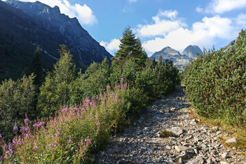 Fototapeta premium Summer landscape of Rila Mountain near Malyovitsa hut, Bulgaria