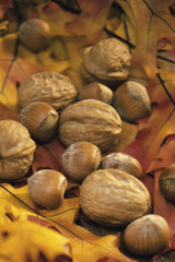 Close-up of dried leaves and nuts