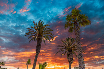 Obraz na płótnie Canvas tall lush green palm trees near the cliffs at the beach with powerful clouds at sunset at Royal Beach park on White Point Beach in San Pedro California USA