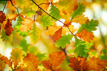 Oak tree leaves in autumn. Sunny golden background