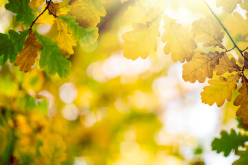 Oak tree leaves in autumn. Sunny golden background