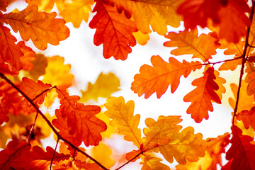 Oak tree leaves in autumn. Sunny golden background