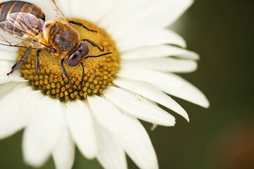 Small species little bee collecting nectar of the flowers