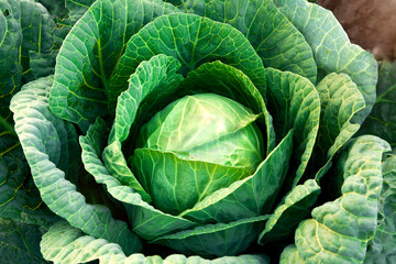 Fototapeta premium Fresh, white cabbage growing in a vegetable garden on a farm.