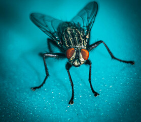Mosca