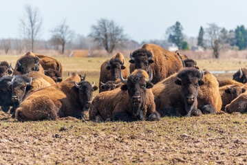 Buffalo Close, Lying Down, Resting In A Group