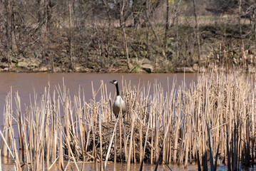 Canada Geese Nesting In Spring On The River