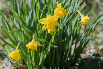 Daffodils In Full Bloom In Spring