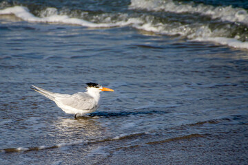 tern in the surf