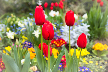 red and yellow tulips