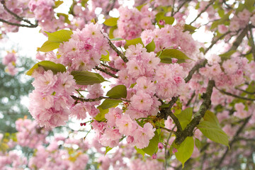 pink cherry blossom