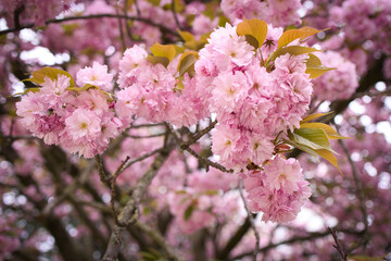 pink cherry blossom