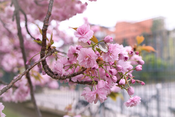 pink cherry blossom
