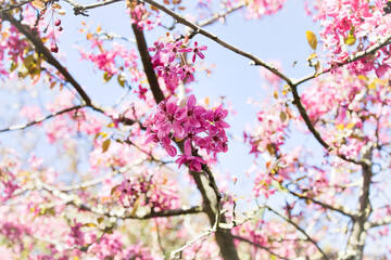 pink cherry blossom