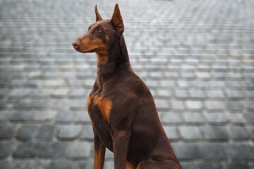 Young domestic dog adopted sitting and looking with cuteness