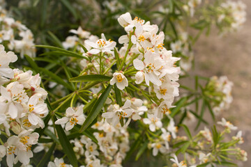 white flowers in the garden