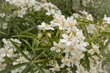 white flowers in the garden
