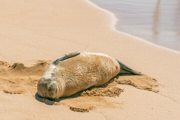 Hawaiian monk seal asleep on the beach near the ocean