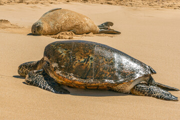 Monk seal and Sea Turtle basking on the beach