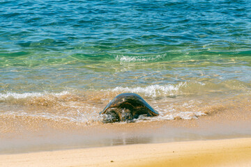 Green sea turtle crawling out of the ocean onto tropical beach