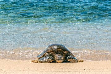 Green sea turtle crawling out of the ocean onto tropical beach