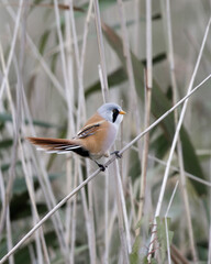 bearded tit male