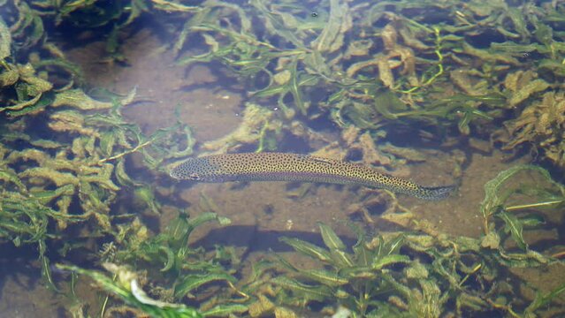Rainbow Trout swimming near the surface of the water at Posey Lake in the Dixie Forest in Utah.