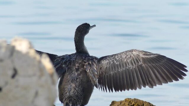 Cormorano