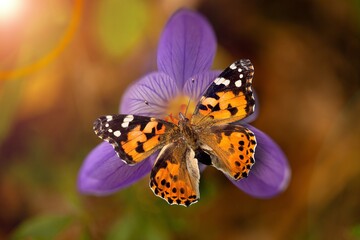 Small beautiful wild butterfly feeding on a flower.