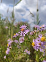 pink flowers in the field