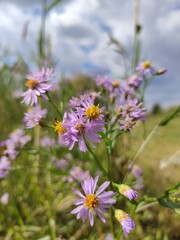 pink flowers in the field