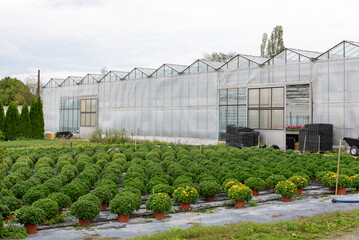 Boxwood bushes in a nursery with greenhouses in the background. Tree cultivation and plant breeding in horticultural shop.