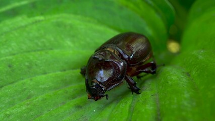 Rhinoceros beetle from the red book sits on a green leaf. The big beetle moves slowly because of powerlessness. Macro shooting.