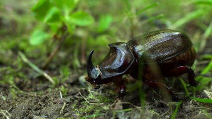 The Red Book rhinoceros beetle sits in the grass. The beetle does not feel well because of the heat and sits on the lawn. Macro.