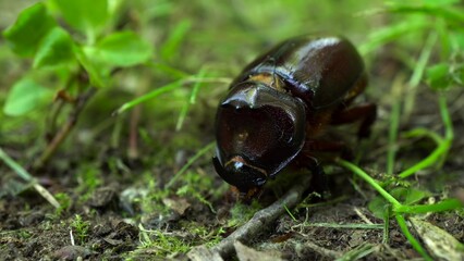 A rare rhinoceros beetle sits in the grass and hides from the heat. The big beetle moves slowly. Macro shooting.