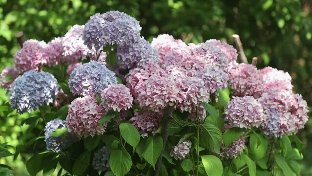 Bigleaf hydrangea, hortensia flower in a close up view.