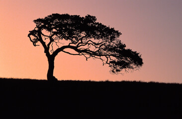 Fototapeta na wymiar Cypress Tree - Monterey County, California