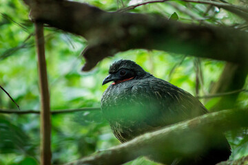 yacupoí
