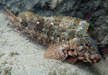 Costa Rica Pacific sea life