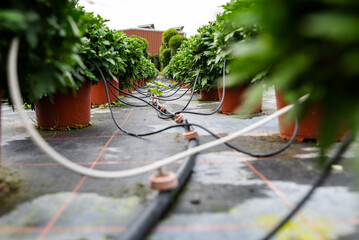 Close up of boxwood bushes and drip irrigation system in a vegetable garden in a horticulture and...