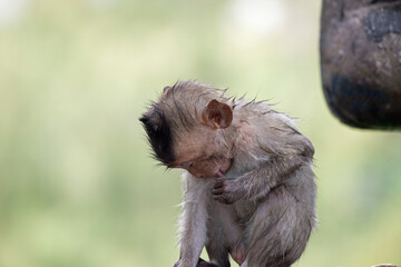 可愛いサル