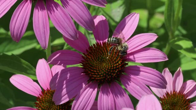 A honey bee pollinates an echinacea purpurea flower.