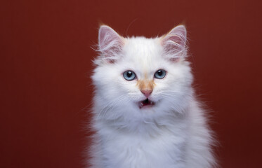 fluffy white siberian kitten portrait with mouth open meowing on red background