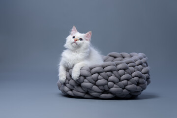 fluffy white siberian kitten resting in gray pet bed looking up curiously with copy space