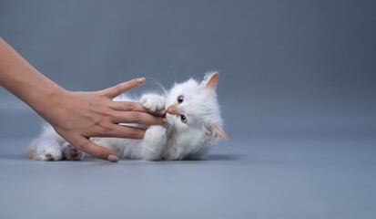 cute fluffy white siberian kitten playing fighting with owner hand on gray background with copy...