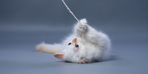 fluffy white siberian kitten playing with a string on gray background with copy space