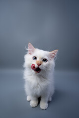 hungry fluffy white siberian kitten portrait licking lips on gray studio background with copy space